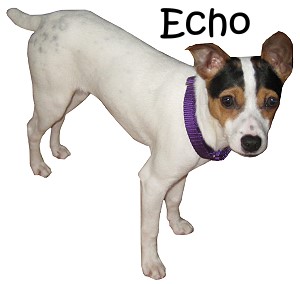 echo