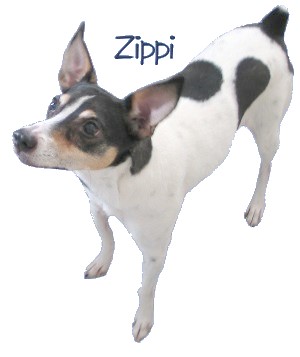 zippi